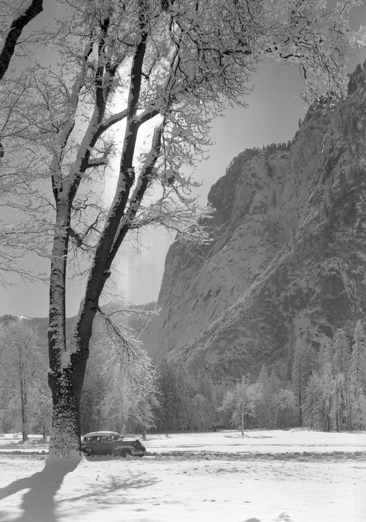 Oak tree and Glacier Point after snowstorm.