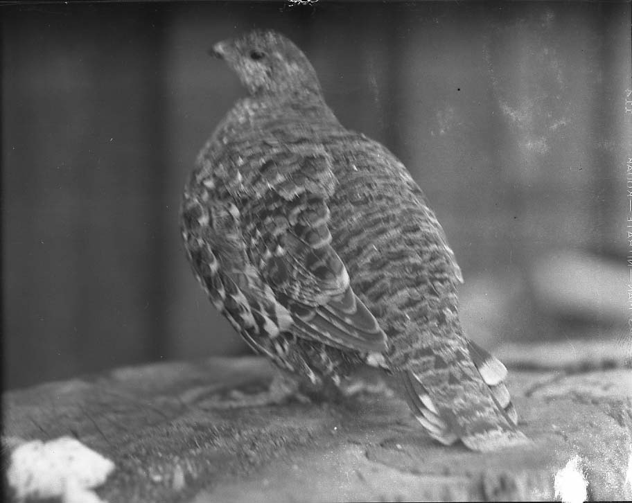 Sequioa National Park