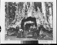 Copy Neg: Michael Dixon, March 1987. McDonalds (of Yosemite, family in Yosemite Cemetery). [Note: not mentioned in cemetery booklet]. Photo donated by Dean Wessell