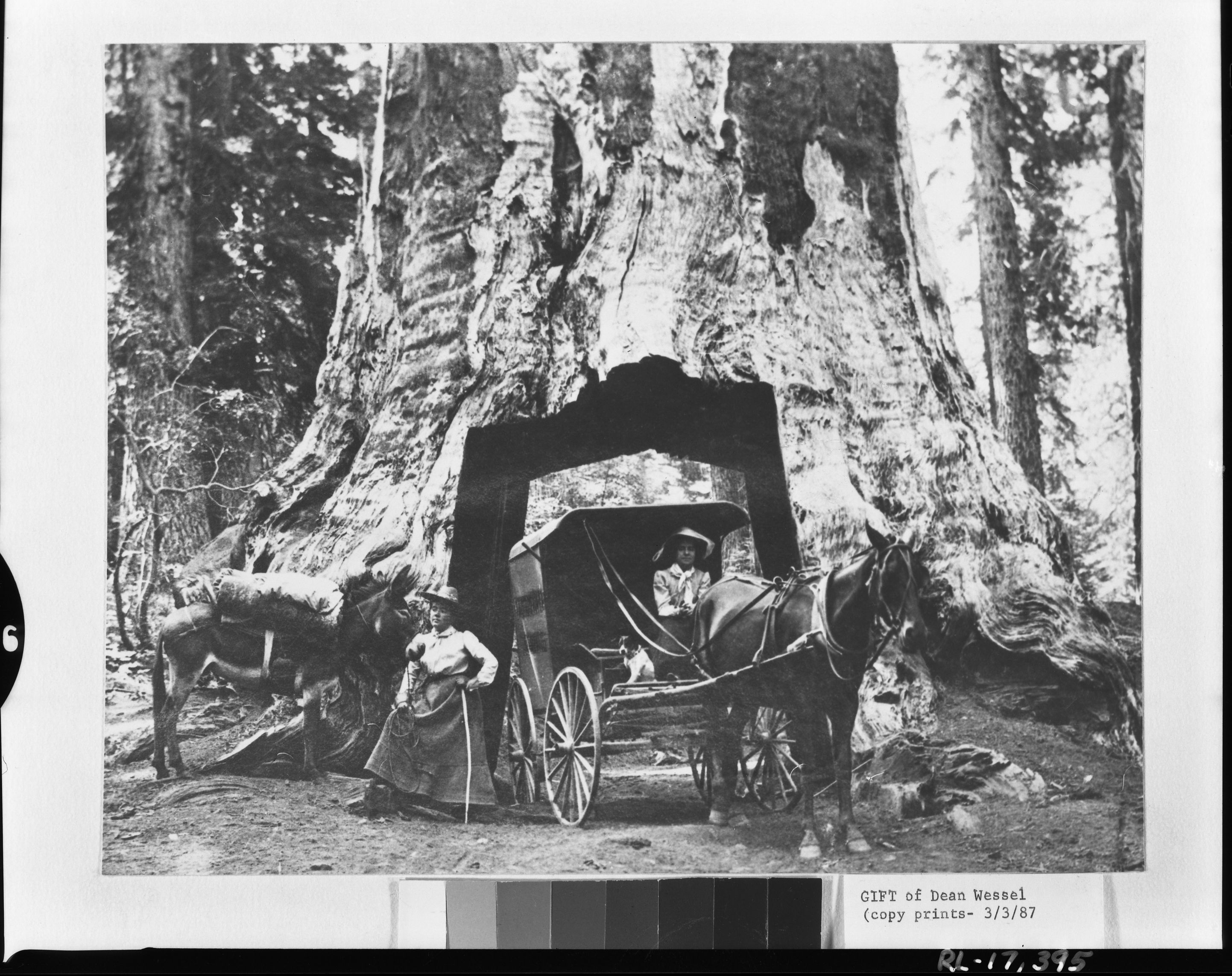 Copy Neg: Michael Dixon, March 1987. McDonalds (of Yosemite, family in Yosemite Cemetery). [Note: not mentioned in cemetery booklet]. Photo donated by Dean Wessell