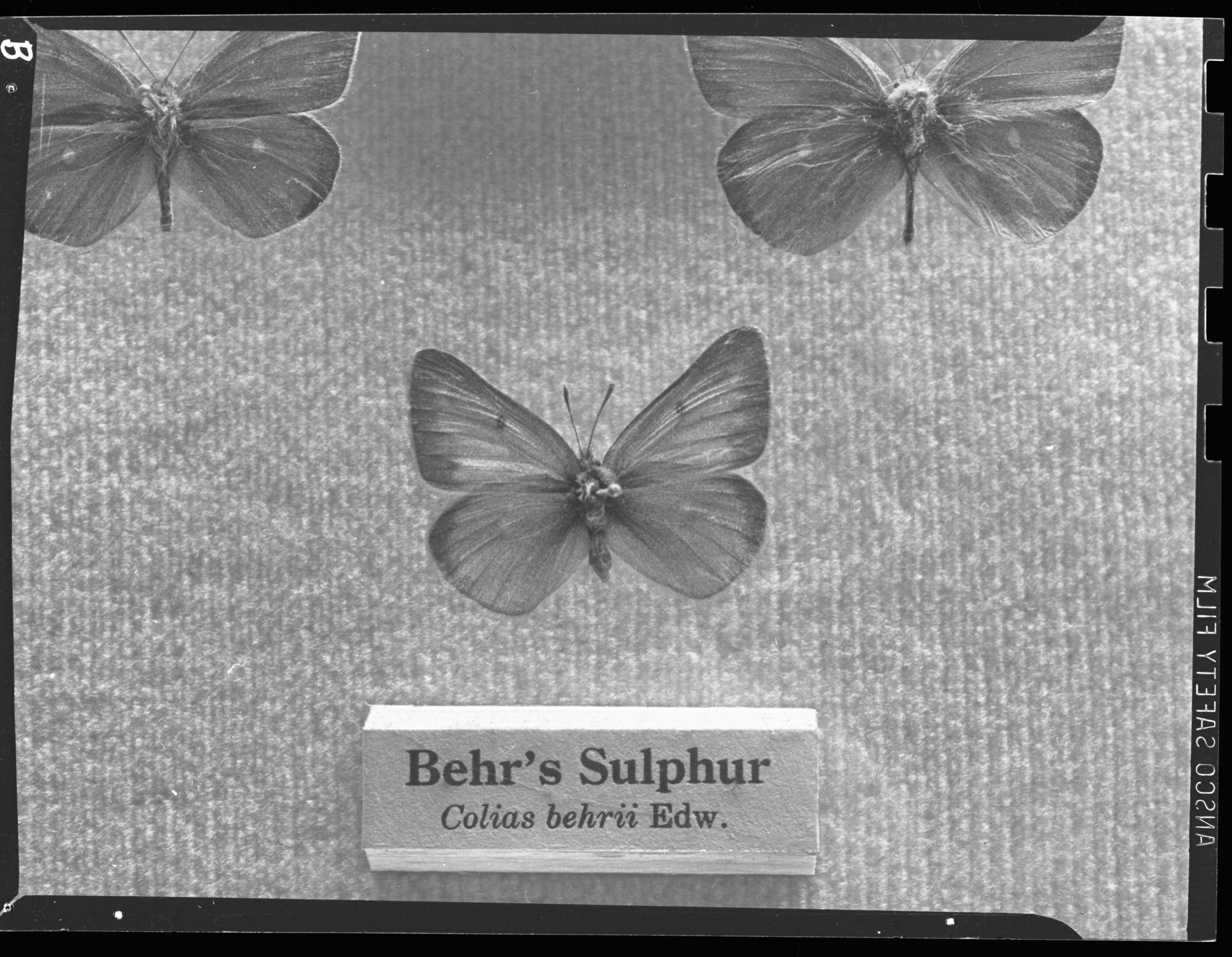 Butterflies- Behr's Sulphur and Golden Sulphur