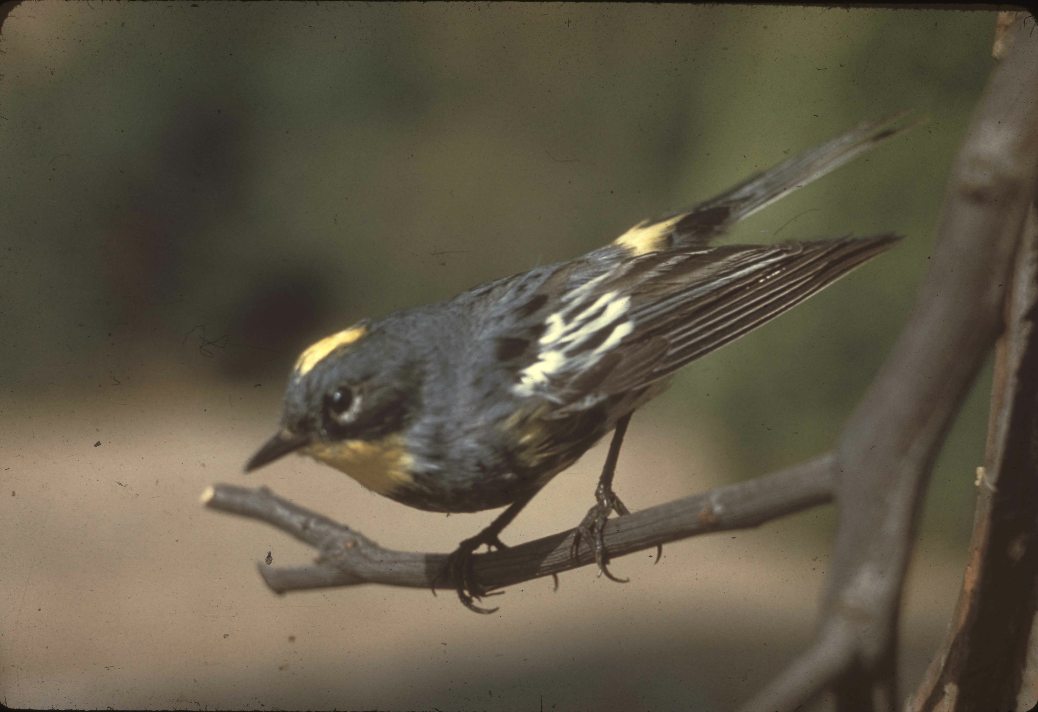 Devils Postpile National Monument