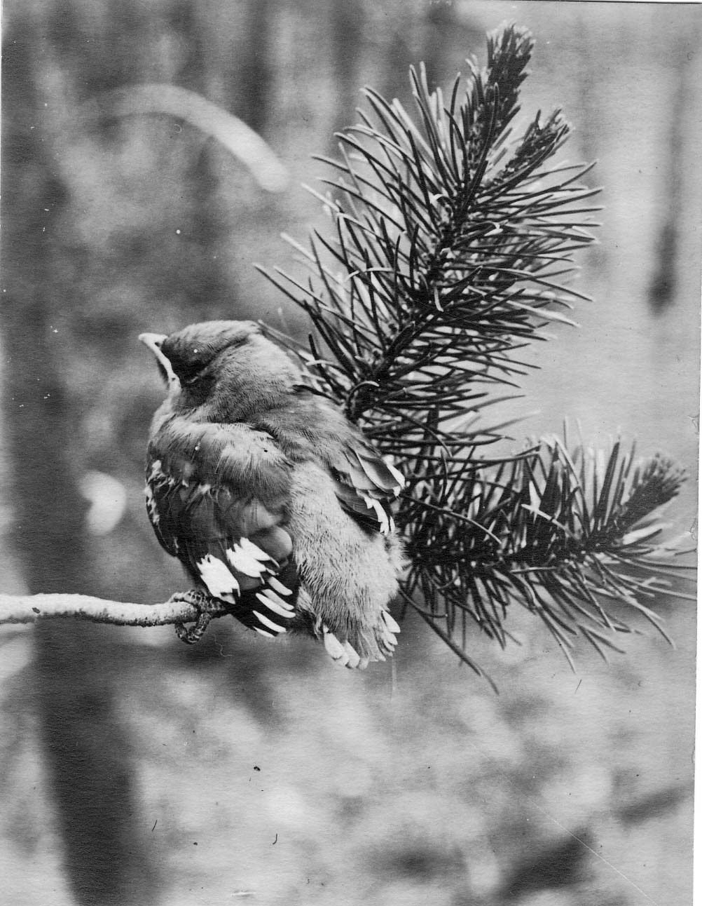 Young Bohemian Waxwing