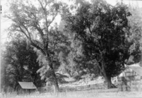 Print says at bottom "Oaks at Lake Eleanor". Copy Neg: September 1986, Michael Dixon