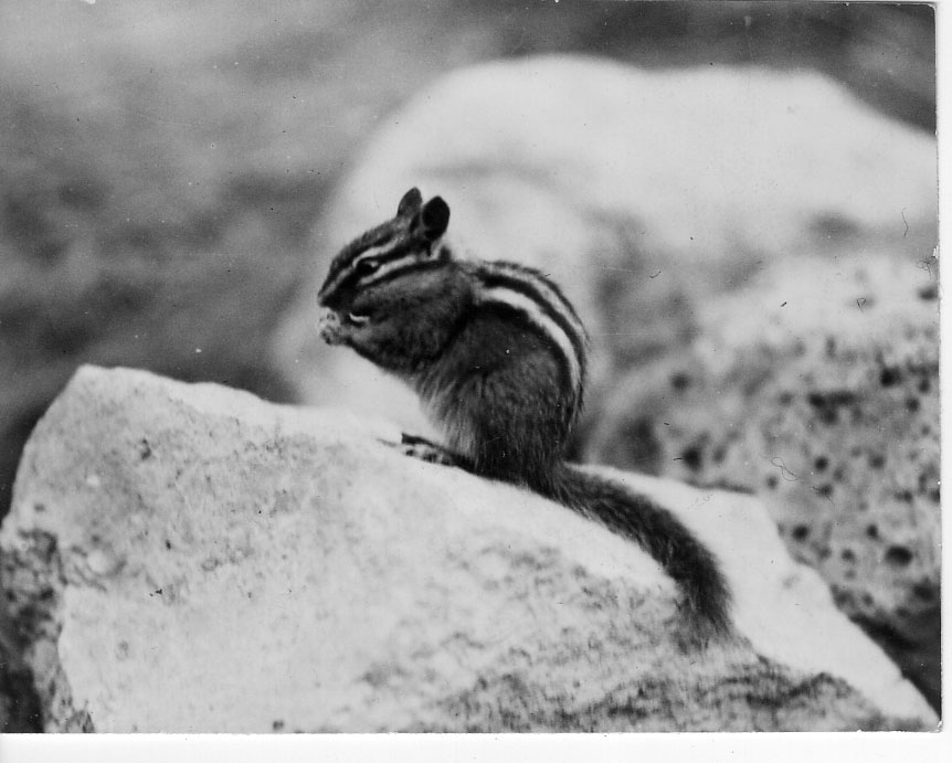 Chipmunk