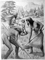 Gathering acorns. Copy of watercolor illustration. "This is an inaccurate rendition of digging bulbs. Digging sticks are held in an incorrect position and people are standing, they should be kneeling." Craig Bates, May 21, 1980.