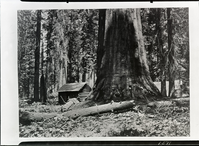 Galen Clark's Cabin in Mariposa Grove; Photo made on 18x22 glass plate. From Carleton E. Watkin's original, copied January 1936