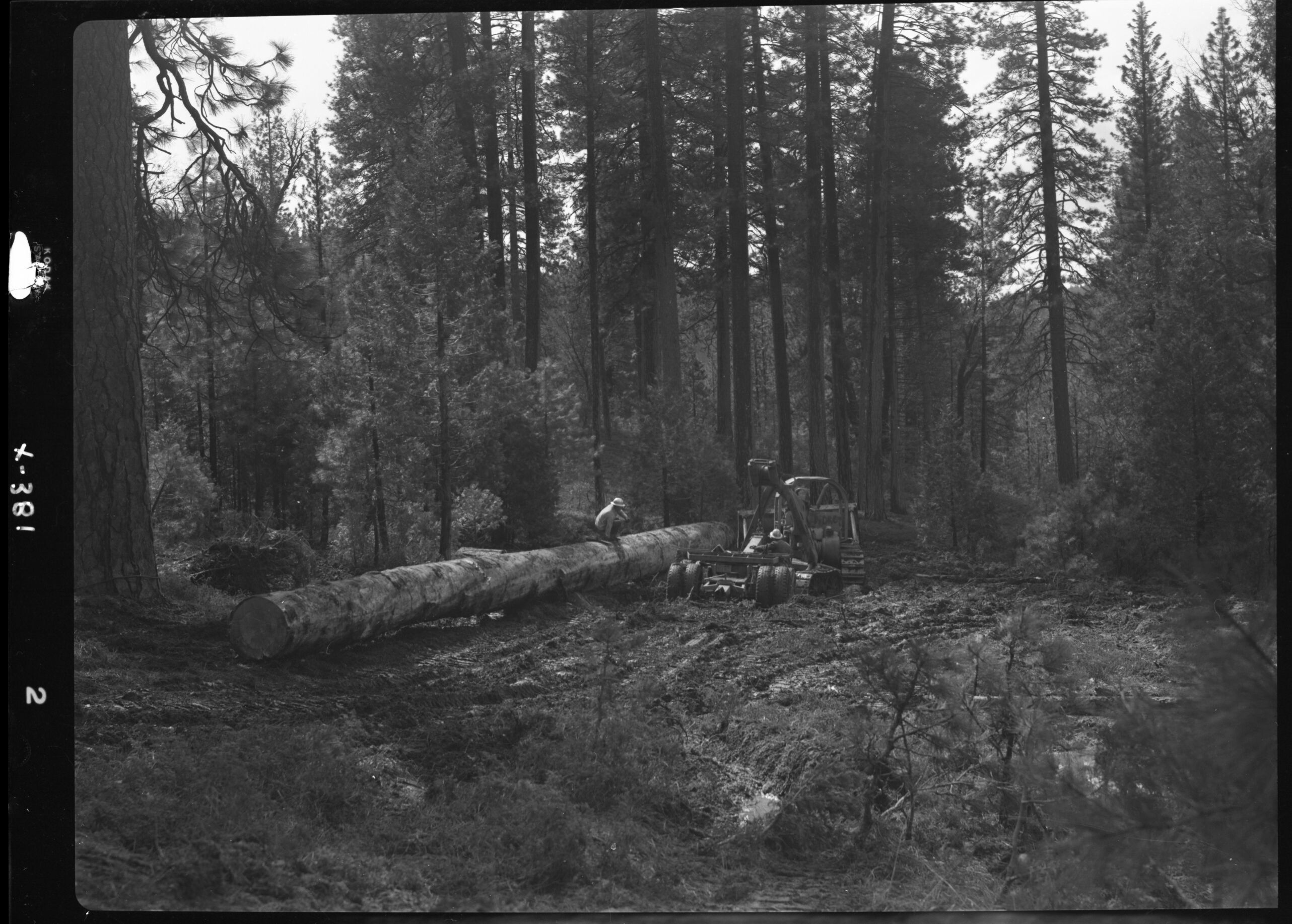 Logging Timber for Bridge.