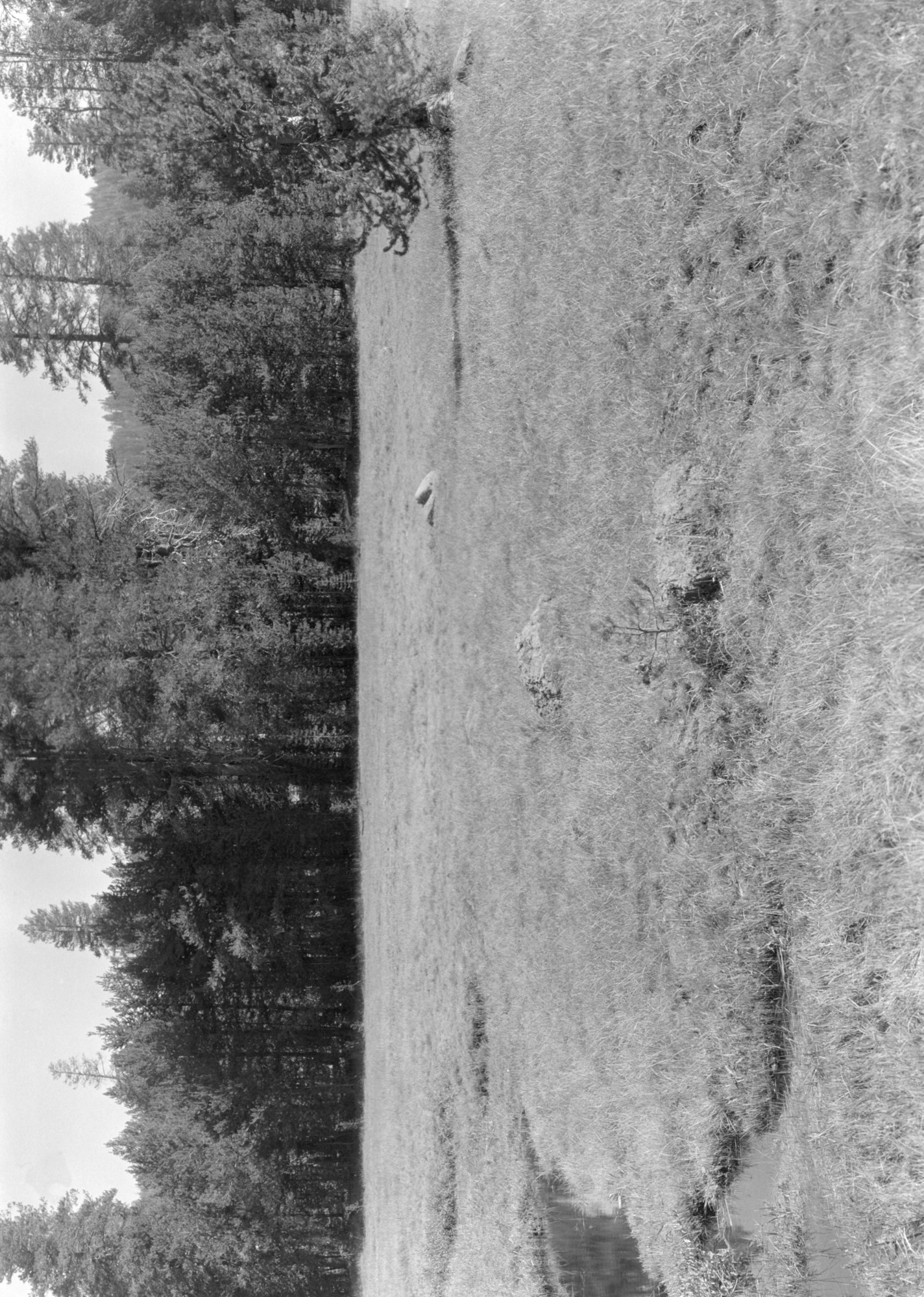 McGurk Meadow east from the bridge. Showing effect of grazing on the meadow.