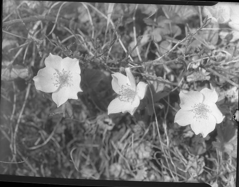 McKinley National Park