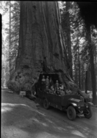 Stage at the Wawona Tree.