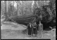 Irene Dunne and family at Fallen Utah Tree.