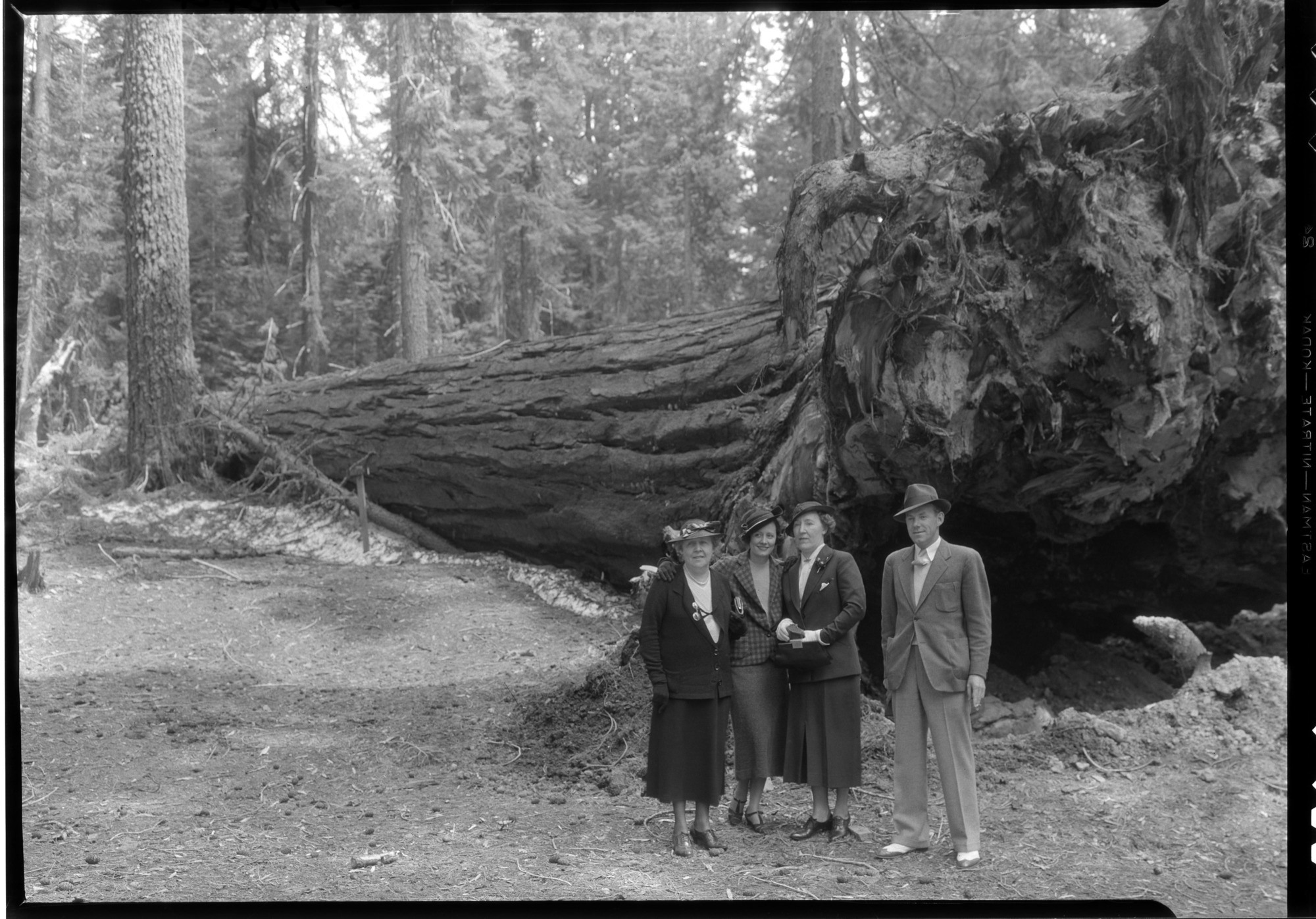 Irene Dunne and family at Fallen Utah Tree.