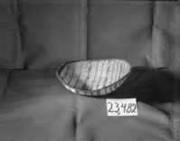 Winnower mad of Sourberry sticks & split redbud shoots. In the YNP Collections (cat. no. 23,482). Used in the Yosemite Indian Cultural Program.