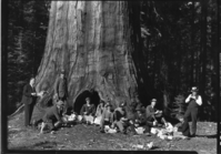 Congressional visitors in Mariposa Grove. L-R: Colonel Huntington (State); Bert Harwell (NPS); Senator Warren R. Austin (VT); Mrs. Van Nuys; Mrs. Herbert; Senator Felix Hebert (R.I.); Mrs. Austin; Senator Van Nuys (Indiana); Colonel C.G. Thomson, Supt. (NPS); Mr. Slater (State)