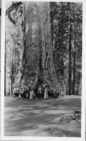 Family in Mariposa Grove