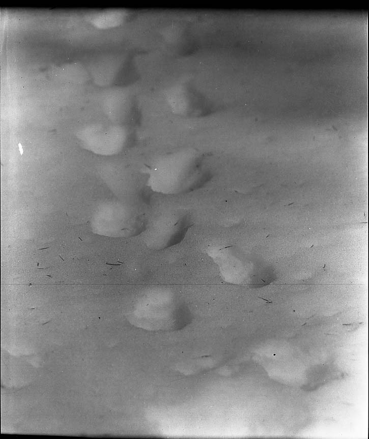 Porcupine Tracks