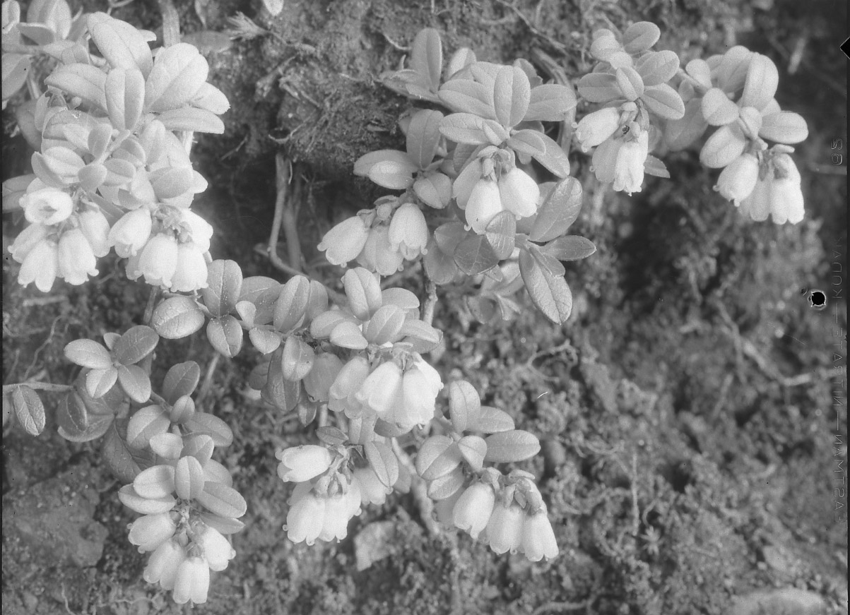 McKinley National Park