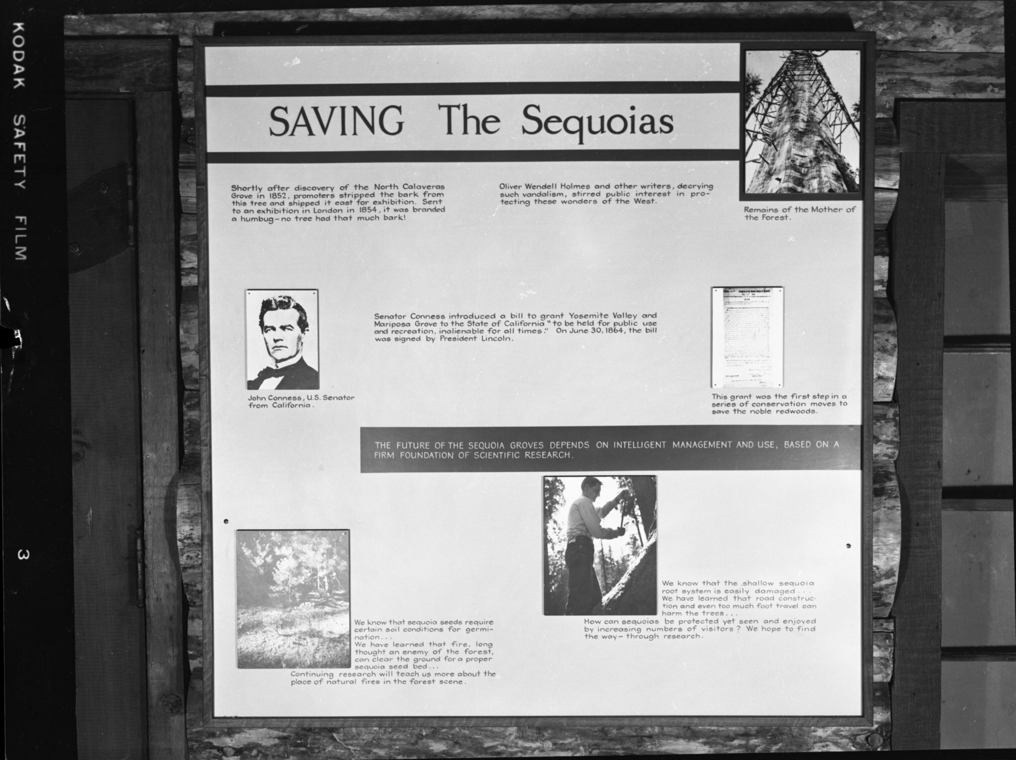 Saving the Sequoias' exhibit in the Mariposa Grove Museum