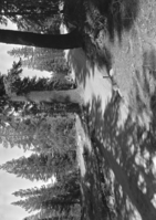 Timothy Carlin land: View northeast from the extreme southwest corner of the northerly eighty acres of the tract. The iron pipe marks the corner, and the road just runs in and out - 100+/- - bearing off to the southeast toward Tuolumne Meadows from the right of the picture. The timber is chiefly red fir and lodge pole. McSwain Meadow was acquired by the NPS in 1936. 1 1/2 sec., no. 2.