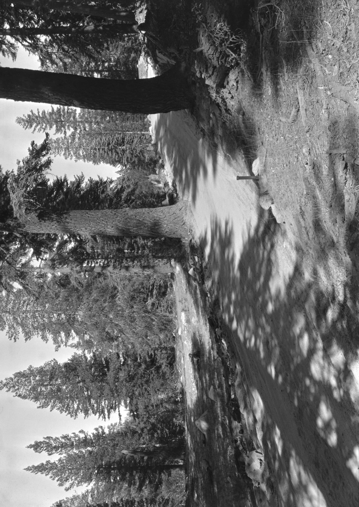 Timothy Carlin land: View northeast from the extreme southwest corner of the northerly eighty acres of the tract. The iron pipe marks the corner, and the road just runs in and out - 100+/- - bearing off to the southeast toward Tuolumne Meadows from the right of the picture. The timber is chiefly red fir and lodge pole. McSwain Meadow was acquired by the NPS in 1936. 1 1/2 sec., no. 2.
