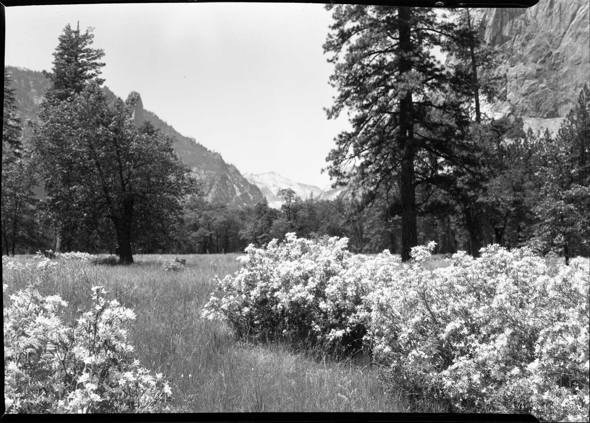 Azaleas in Blossom on El Capitan Meadows