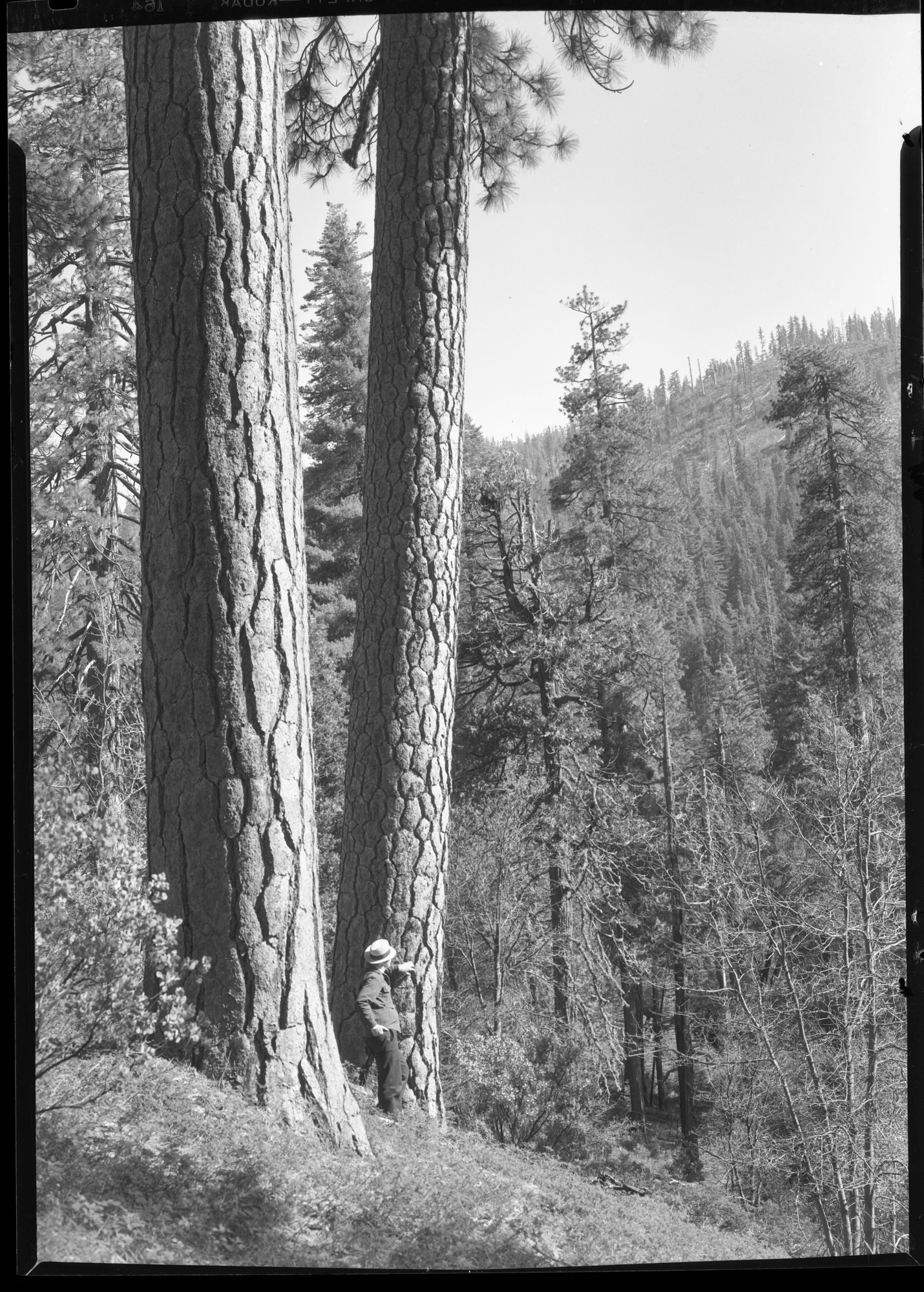 Fine Yellow Pines near park boundary on Oak Flat