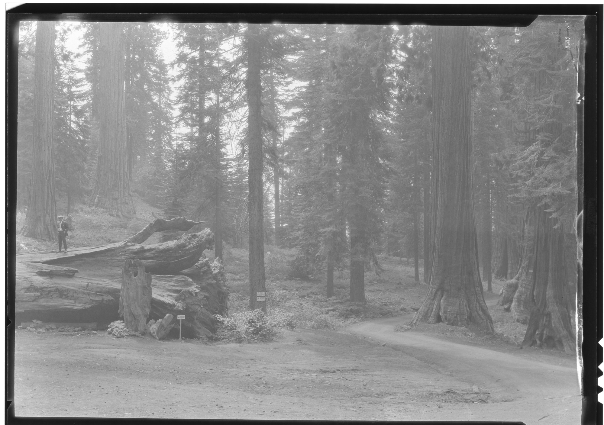 Sequoia log S.W. of Big Tree Museum near Columbia Tree