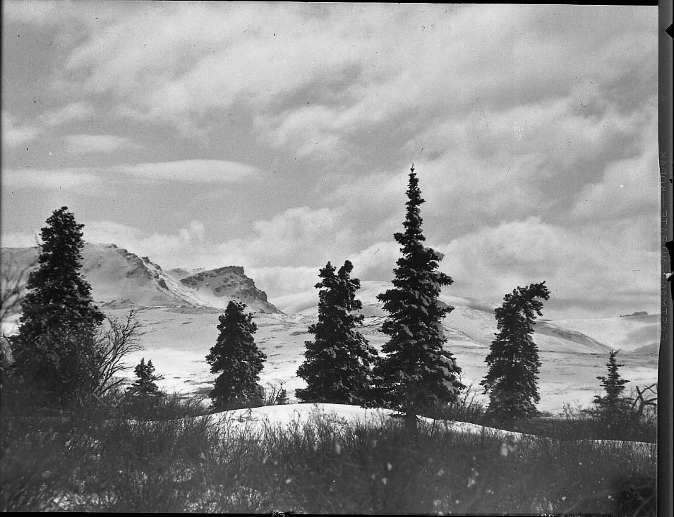 McKinley National Park