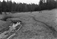 McGurk Meadows after heavy grazing.