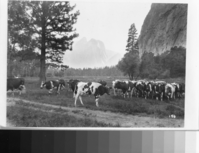 Copy Neg: MD 1986; Figure 22 from A Preliminary Survey of the Influence of White Man On The Vegetation of the Yosemite Valley by Gibbens. This picture of a dairy herd in Leidig Meadow was taken about 1918. Several meadows in the Valley were used for this purpose until 1924. Grazing by the herds was limited to summer months.