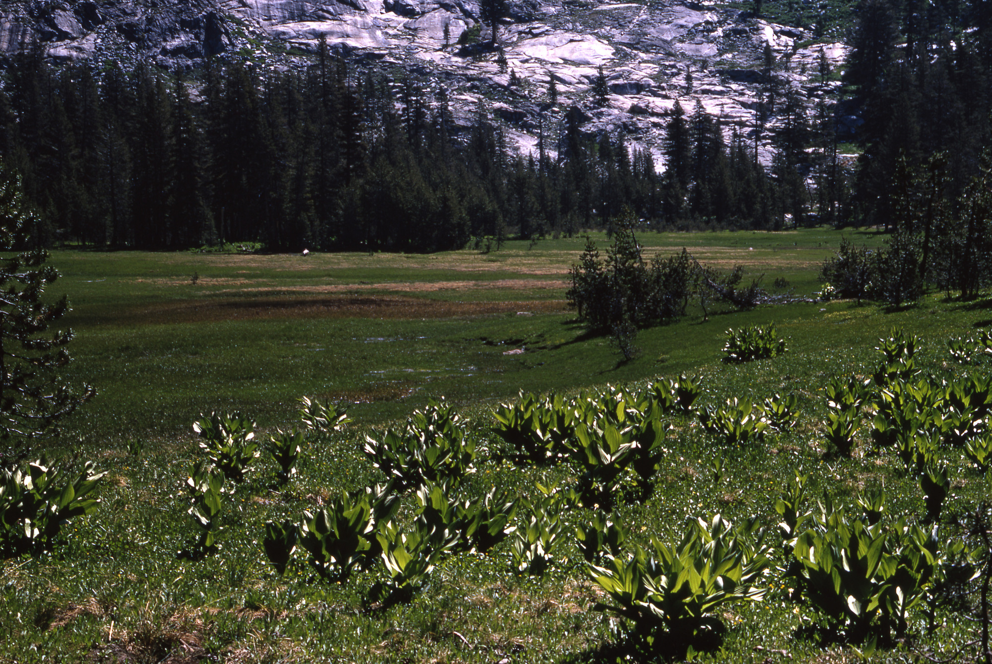 Half Moon Meadow