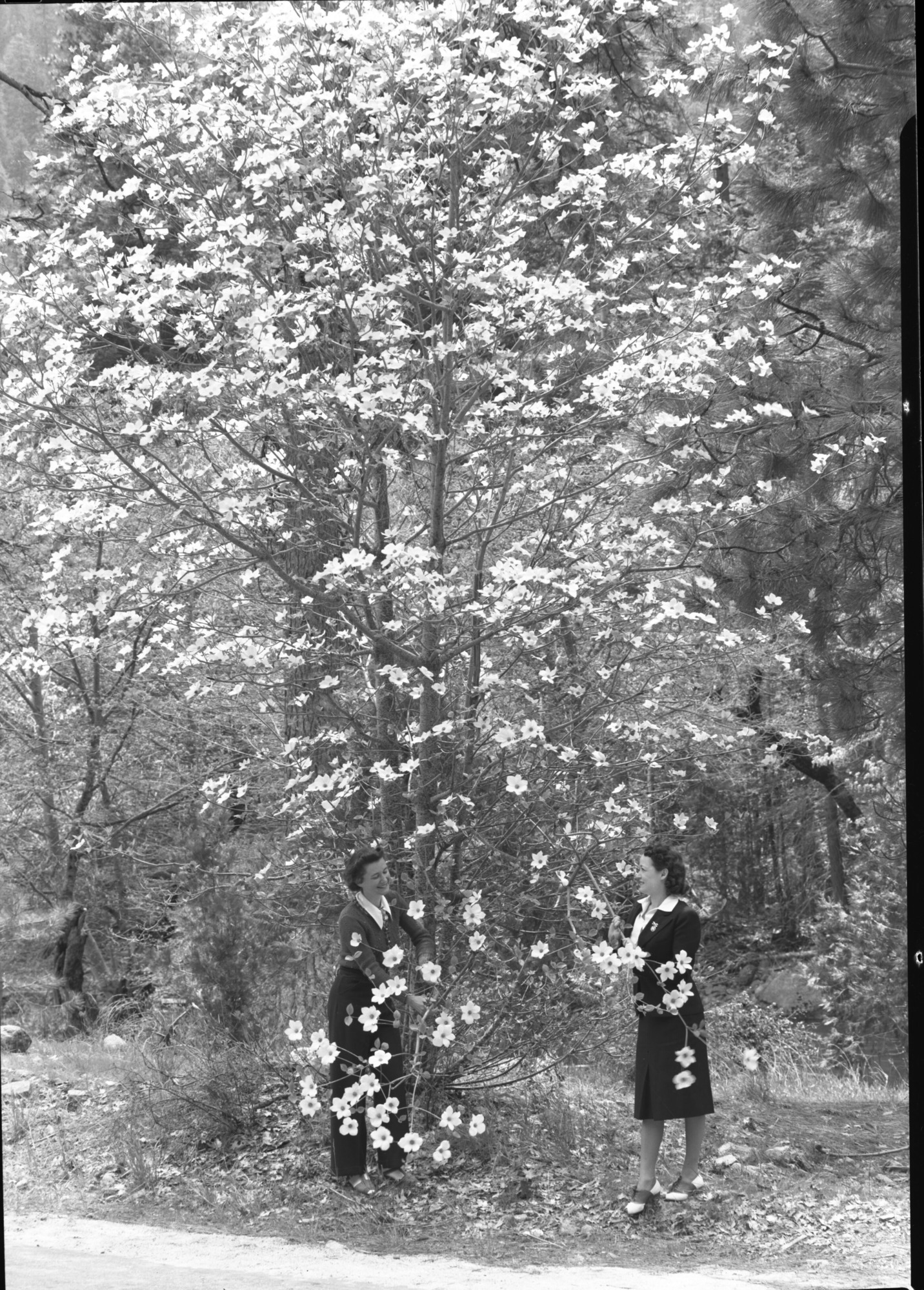 Dogwood along All Year Highway