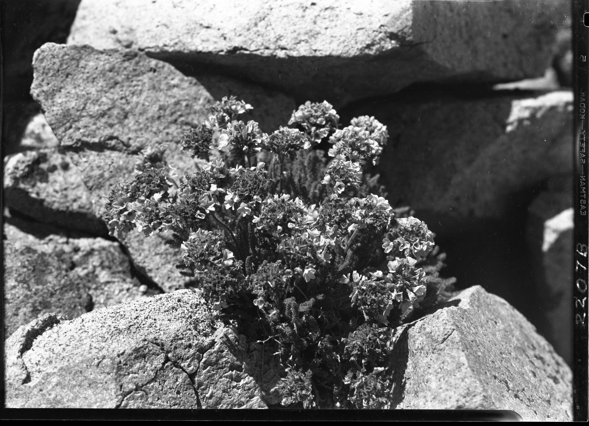 Polemonium near Top of Mt.Lyell