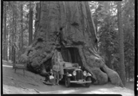 Mr. & Mrs. Camalier in Wawona Tunnel Tree.