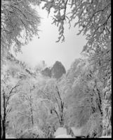 Snow scene - Yosemite Valley.