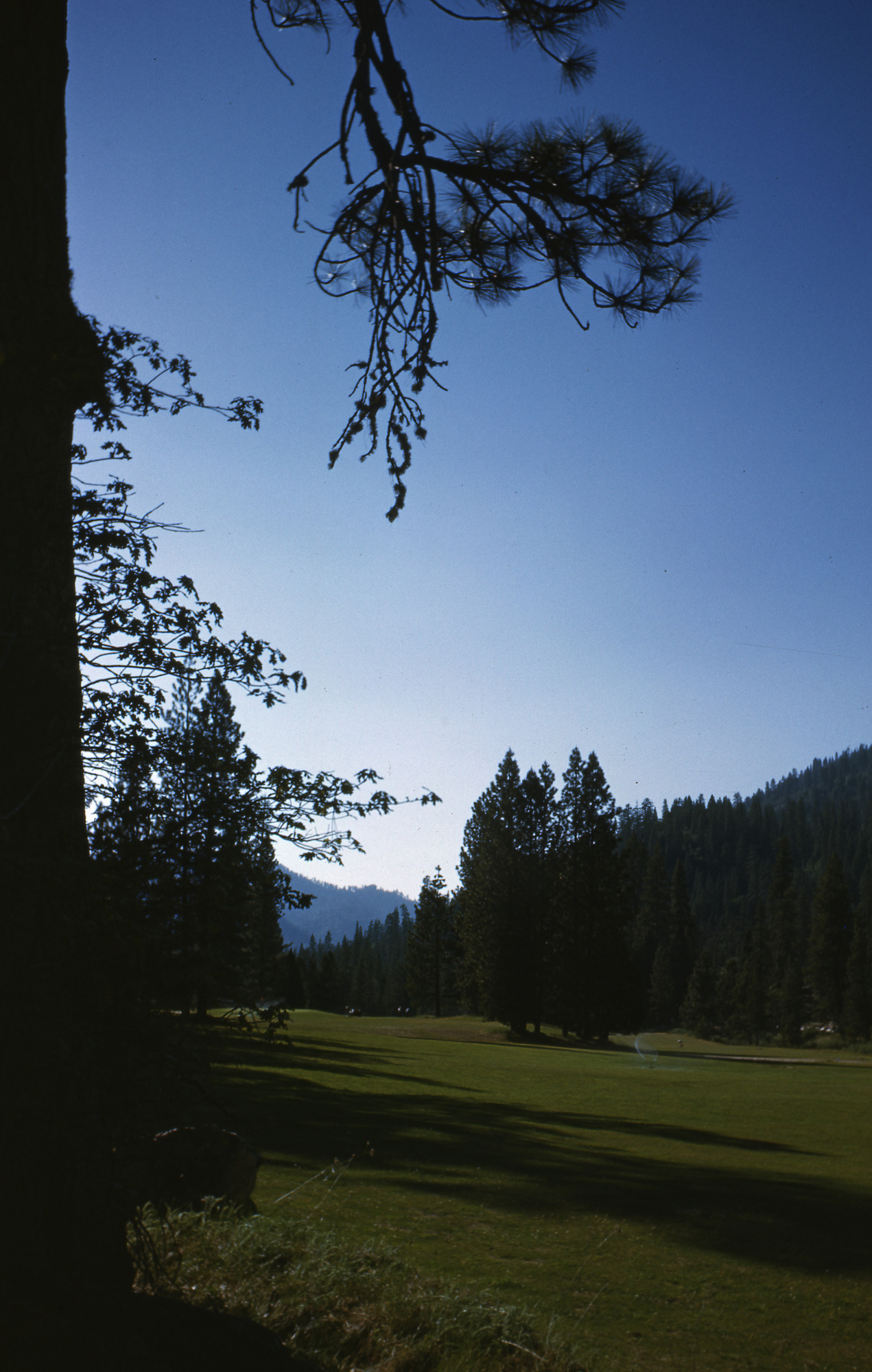 Wawona Meadows