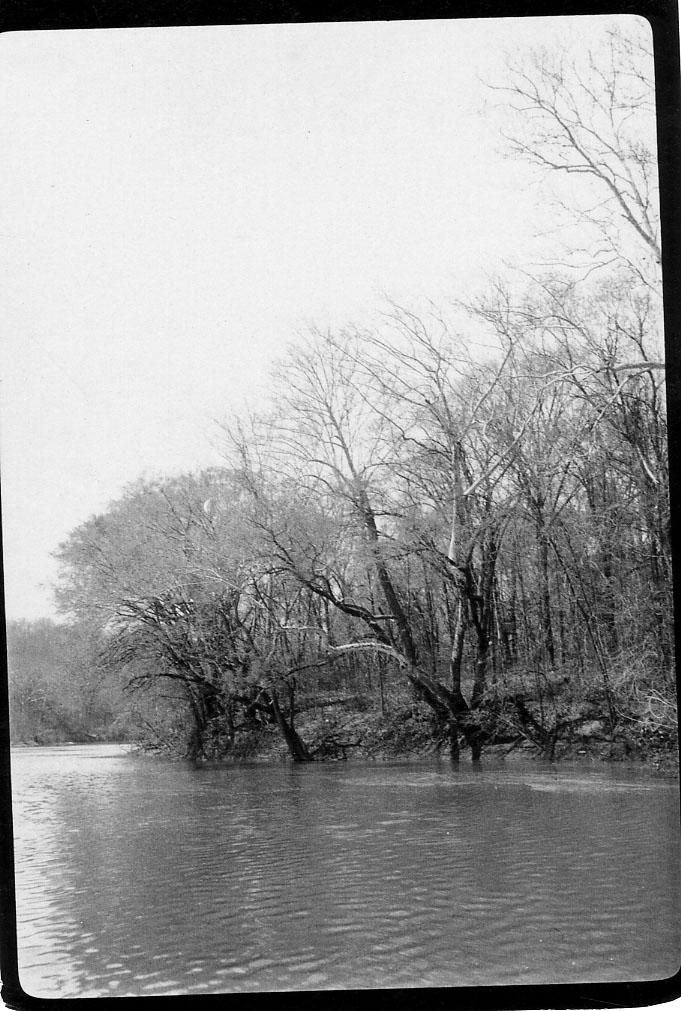 Trees surrounding water