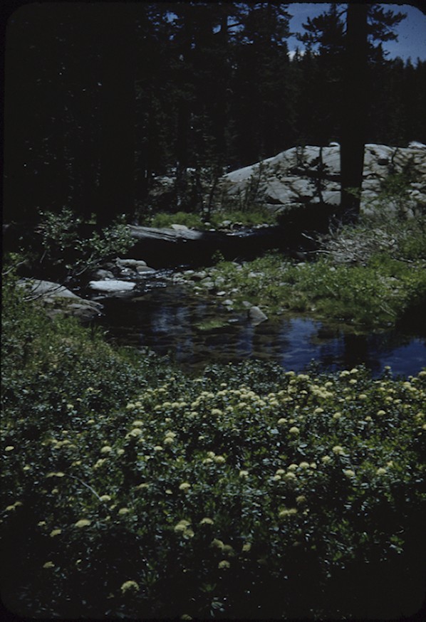 flowers and water and trees