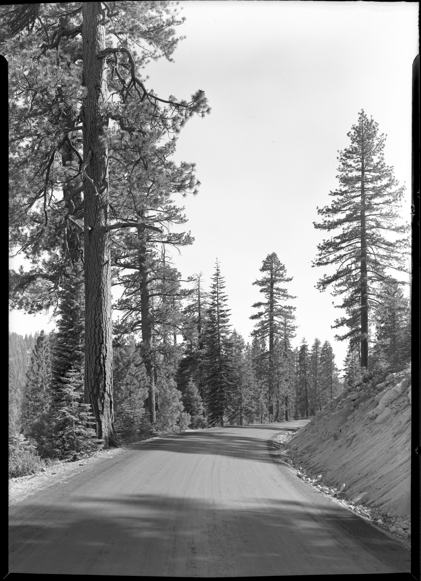 McSwain Meadows-Gin Flat Cutoff on Tioga Rd