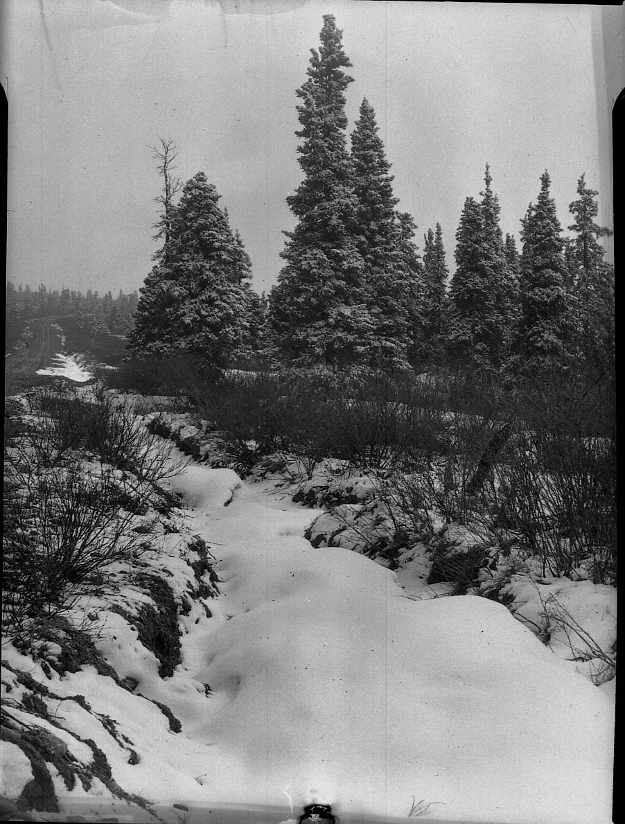 McKinley National Park
