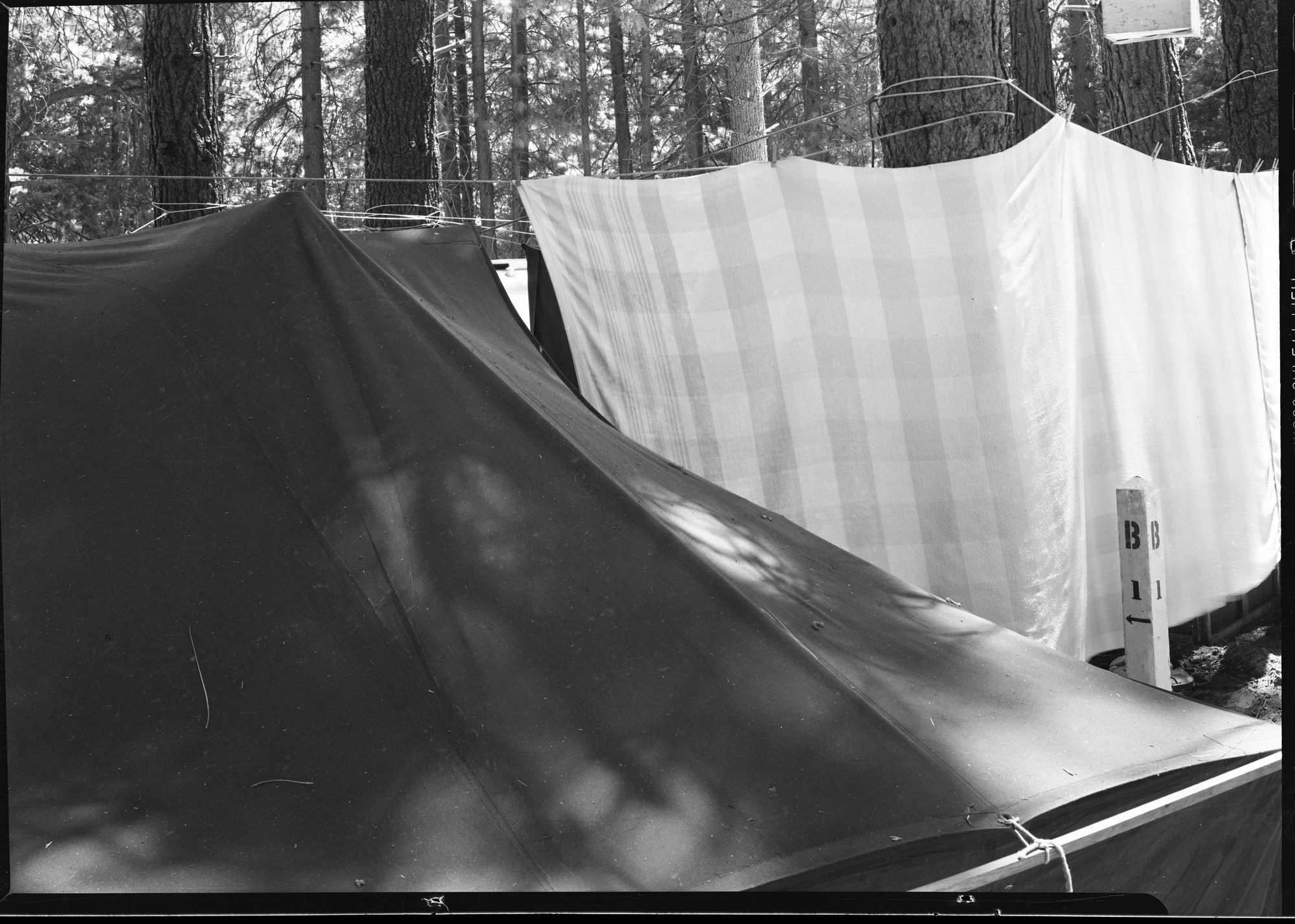 Crowded campgrounds in Yosemite Valley on July 5 holiday.