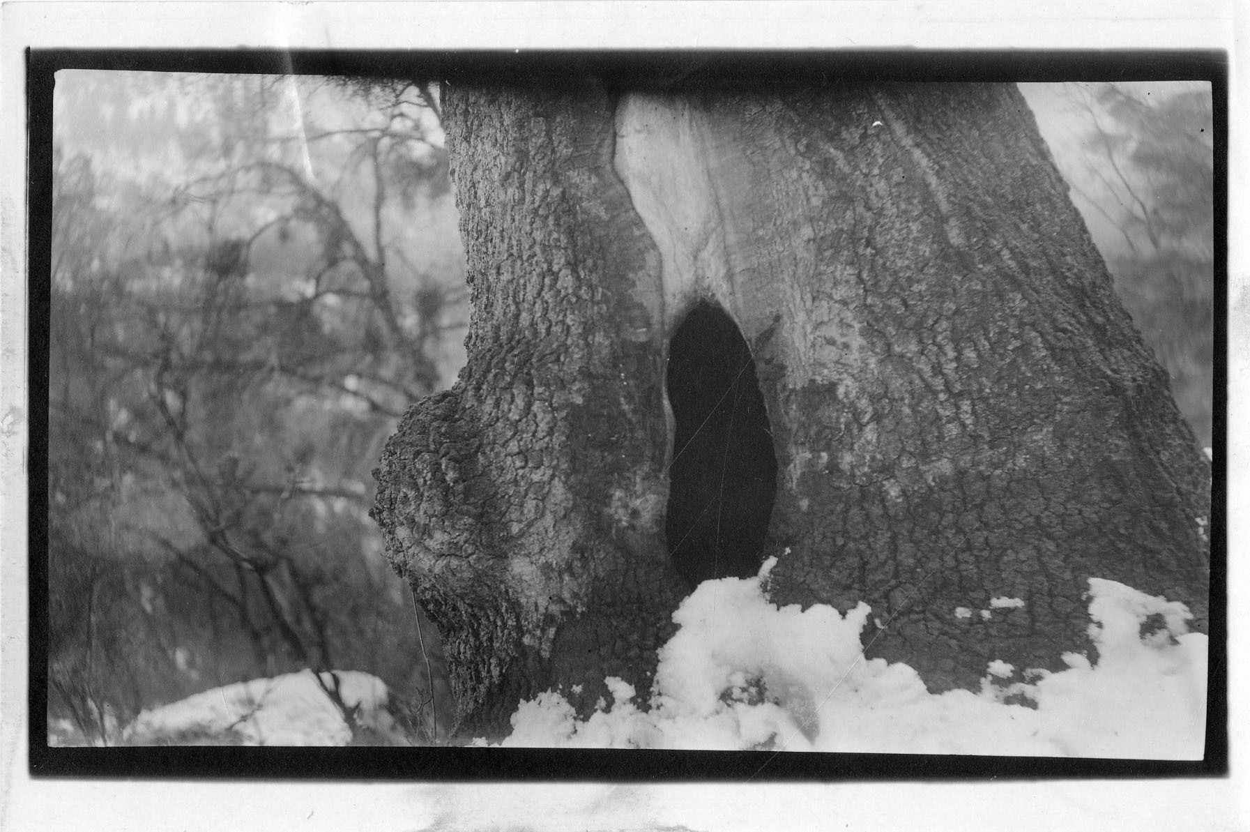 Tree trunk covered in snow