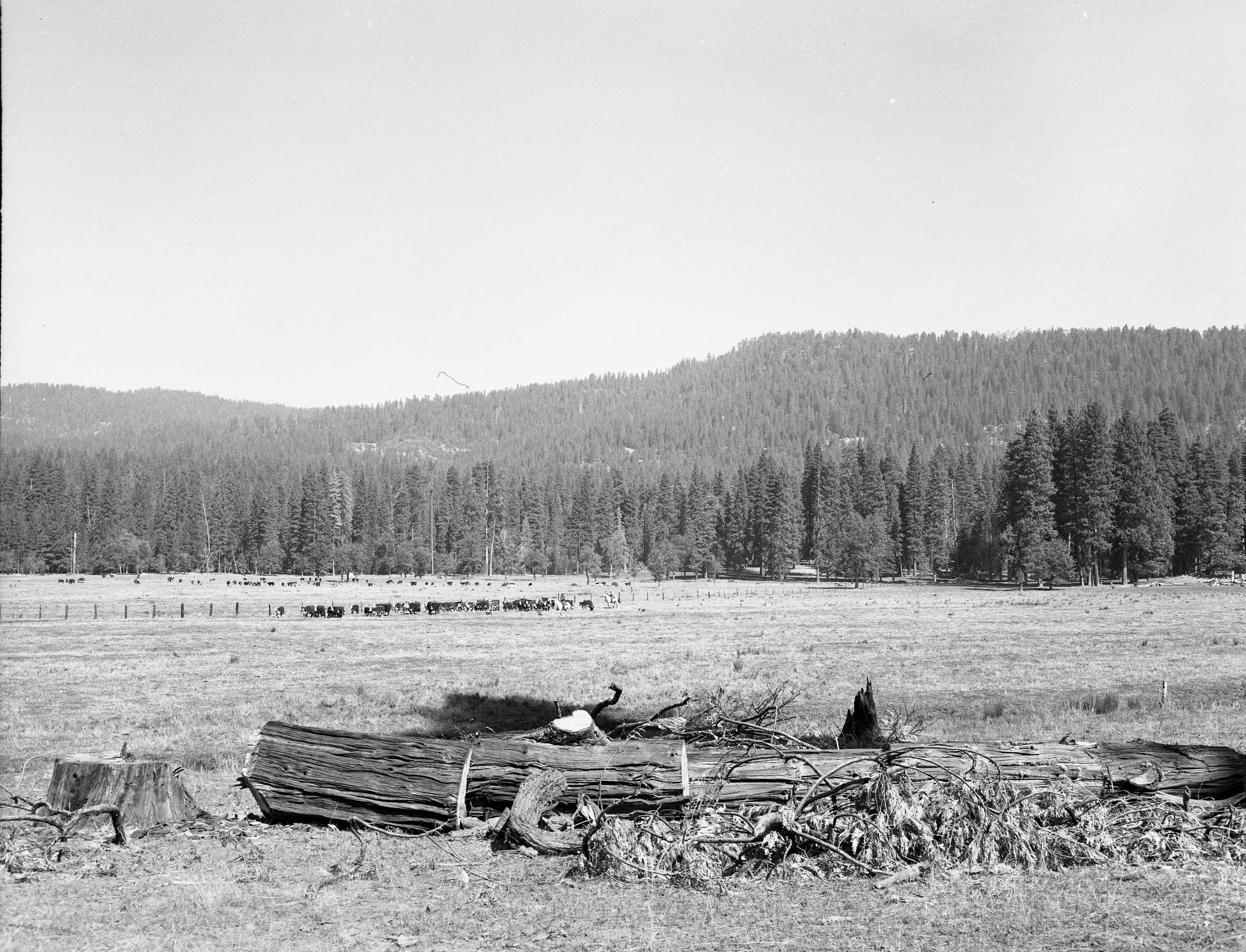 Foresta. Big Meadows property of Horace Meyer. Note cattle in meadow. A-2.