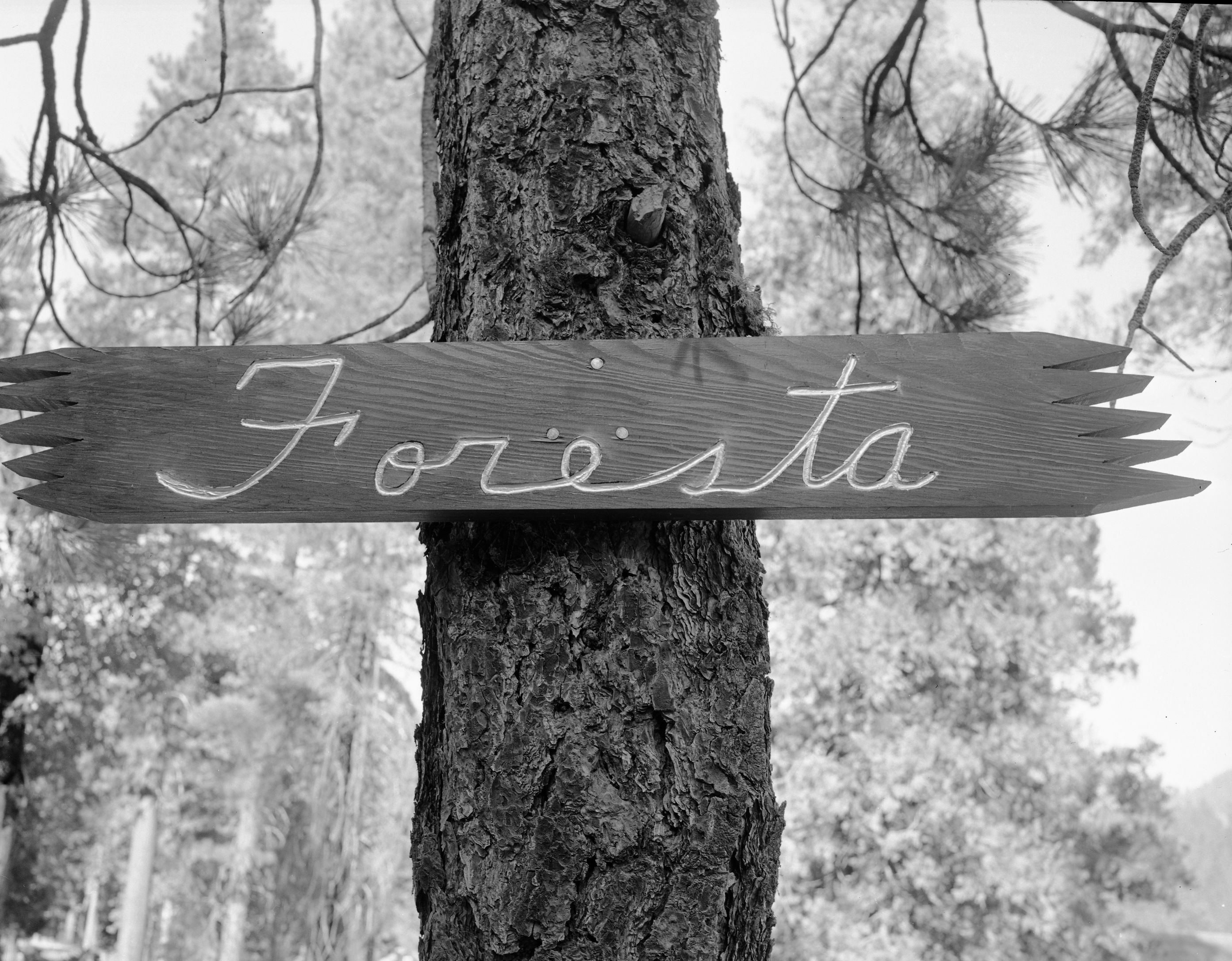 Foresta. Foresta sign. C-4.