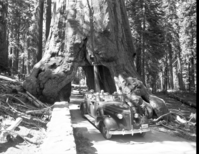 Haile Selassie in the Mariposa Grove of Big Trees.