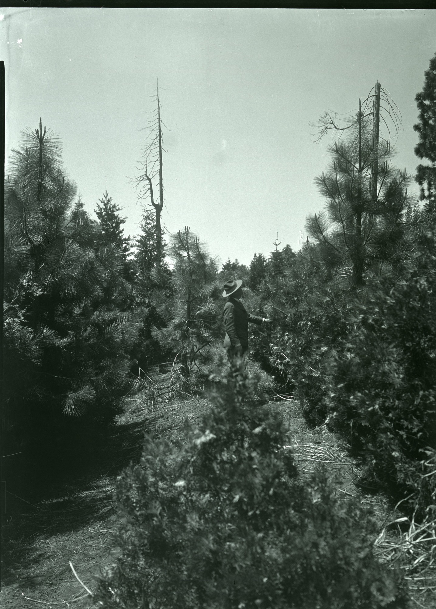Yosemite Lumber Co - South side Reproduction growing on cutover lands and in old railroad grade.
