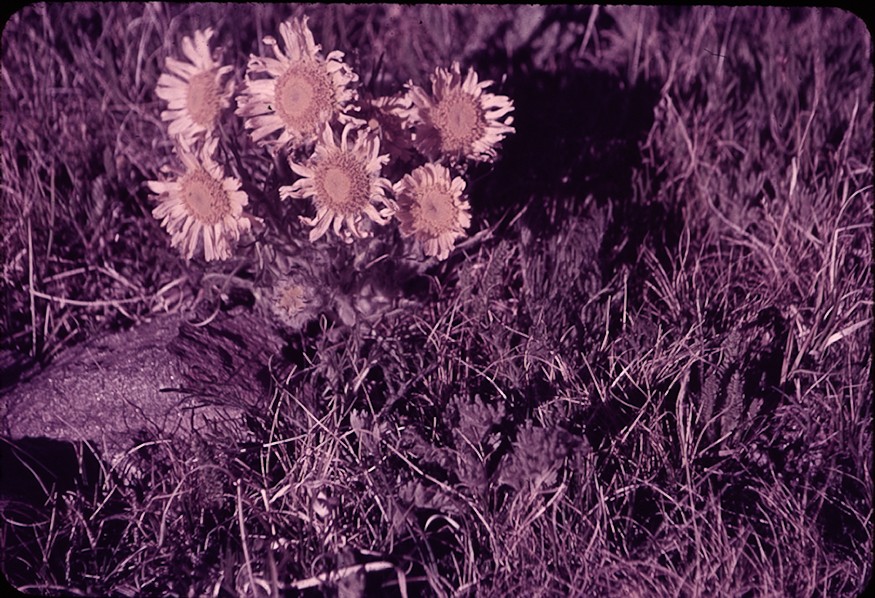 Pondre Lake Rocky Mountain
