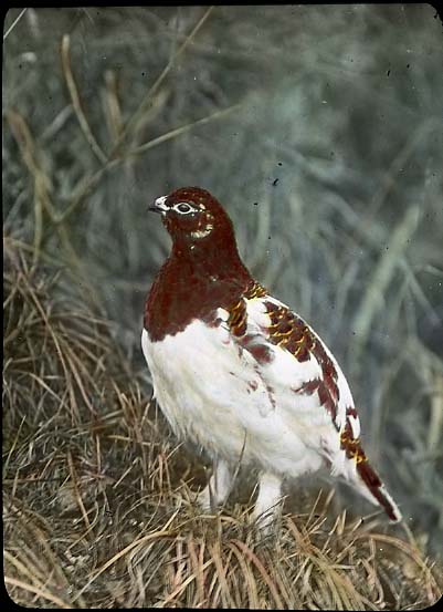 willow ptarmigan
