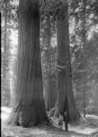 Mrs. Morehouse and son at Columbia tree. From Salem, Oregon